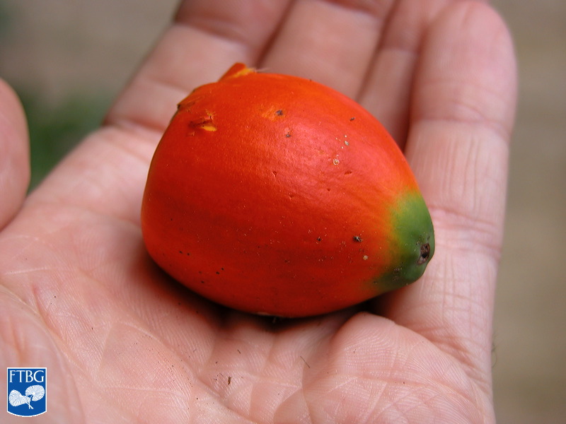   Bactris gasipaes  fruit. Photograph courtesy of Fairchild Tropical Botanical Garden, Guide to Palms  http://palmguide.org/index.php  