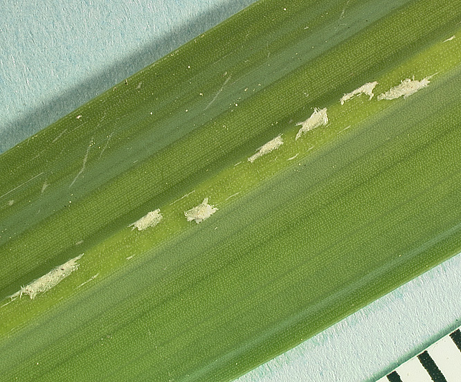   Phoenix reclinata  leaflet scurf 