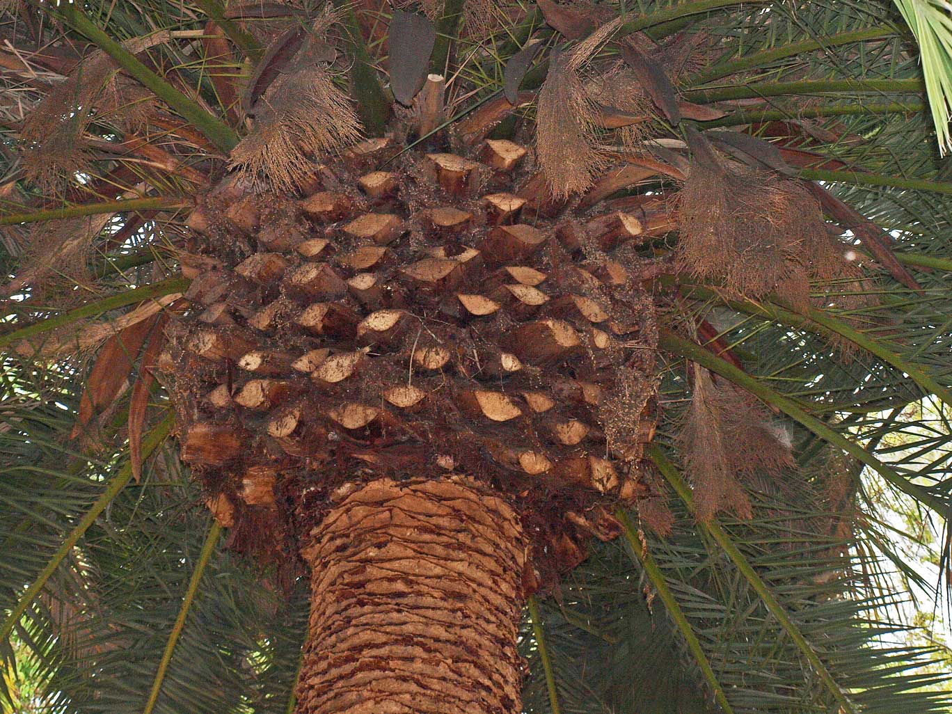   Phoenix canariensis  canopy from below 