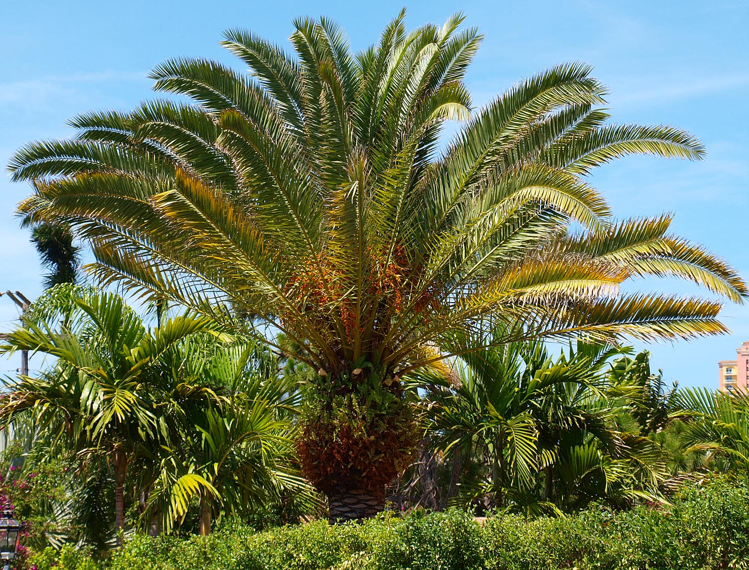   Phoenix canariensis  habit 
