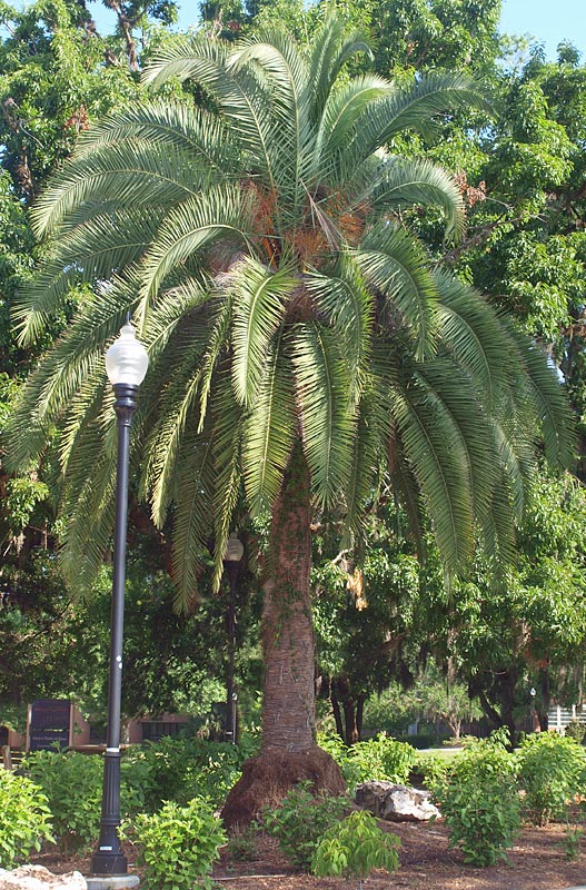   Phoenix canariensis  habit 