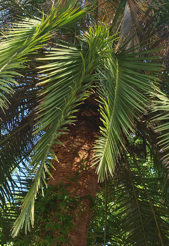   Phoenix canariensis  leaves with twisted rachis 