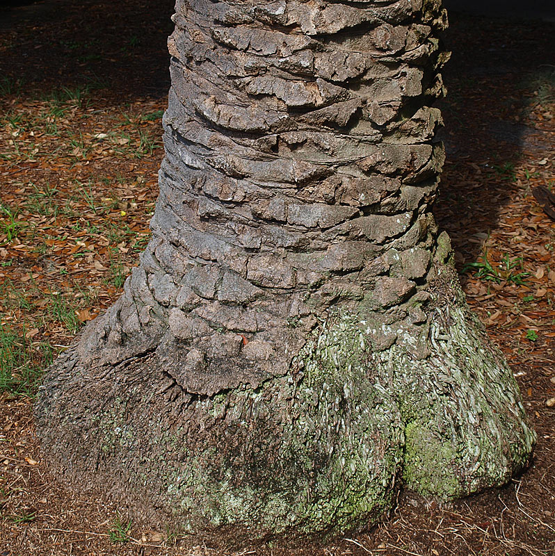   Phoenix canariensis  stem base and roots 