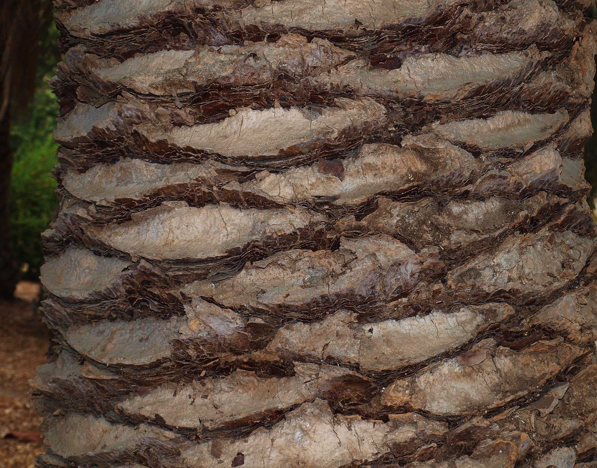   Phoenix canariensis  leaf scars on stem 