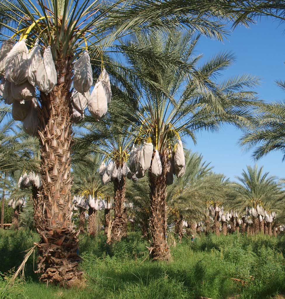   Phoenix dactylifera  field of young individuals in cultivation 