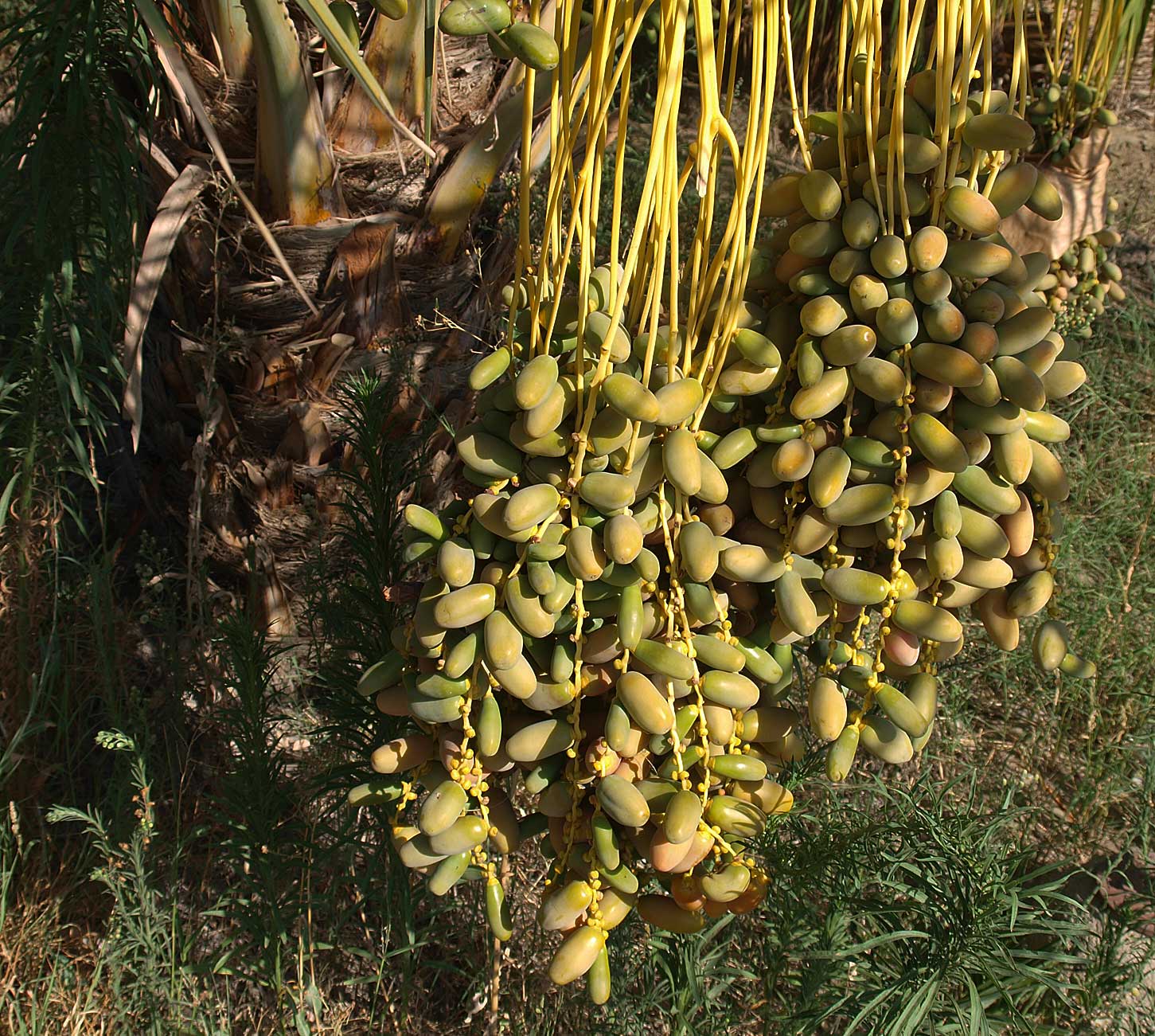   Phoenix dactylifera  unripe fruit 
