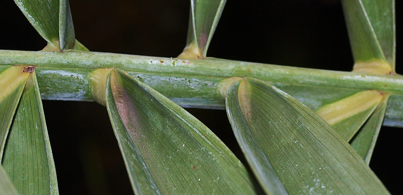   Phoenix dactylifera  closer view of leaflet and waxy bloom 