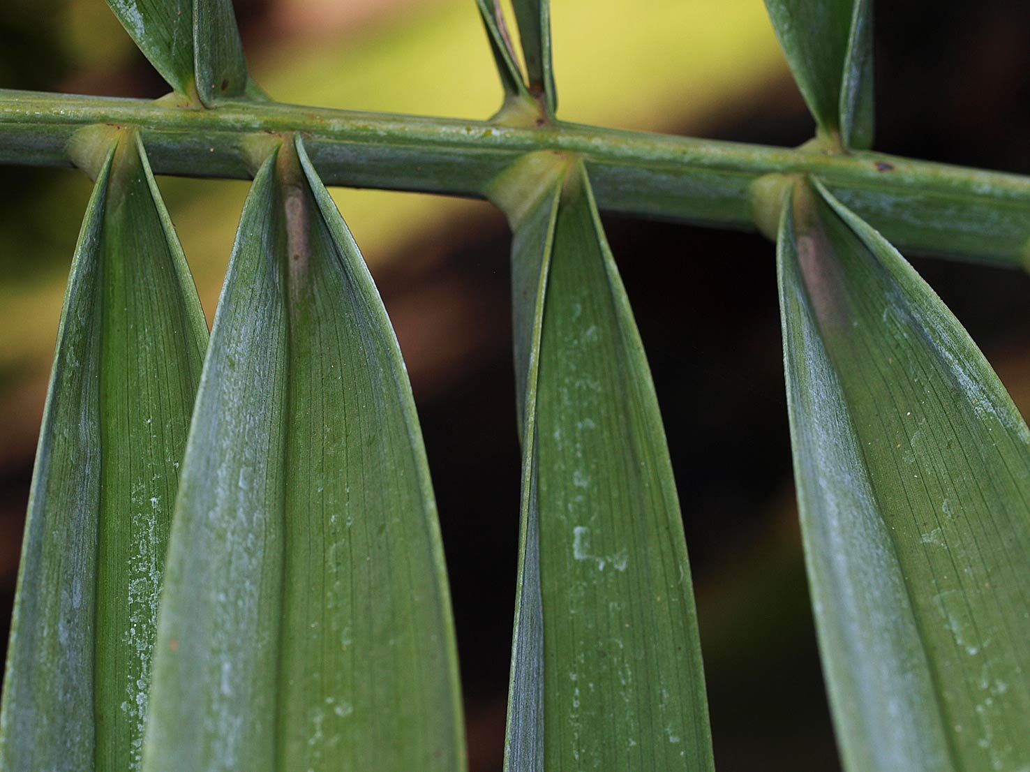   Phoenix dactylifera  leaflet attachment 