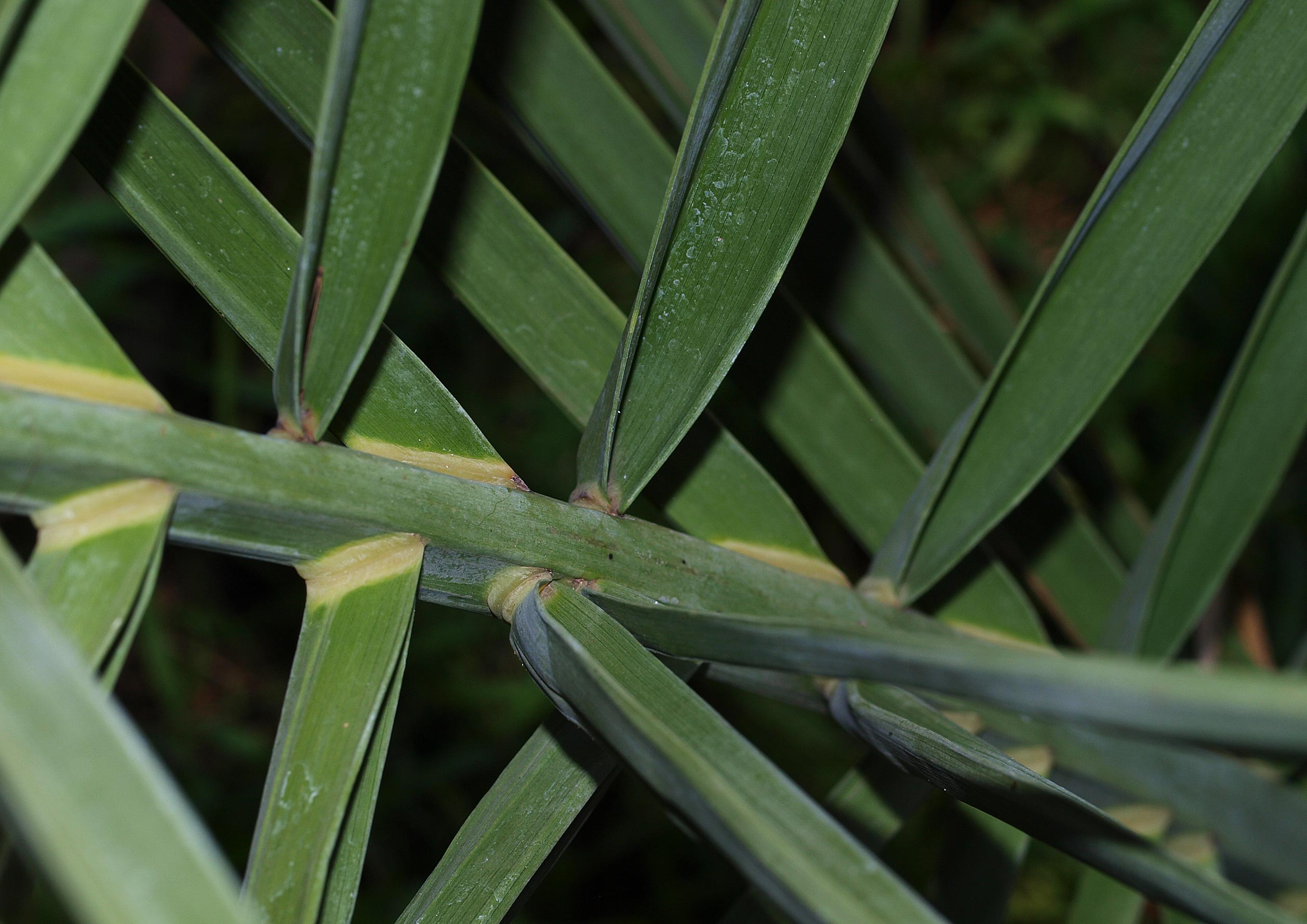   Phoenix dactylifera  induplicate leaflet 