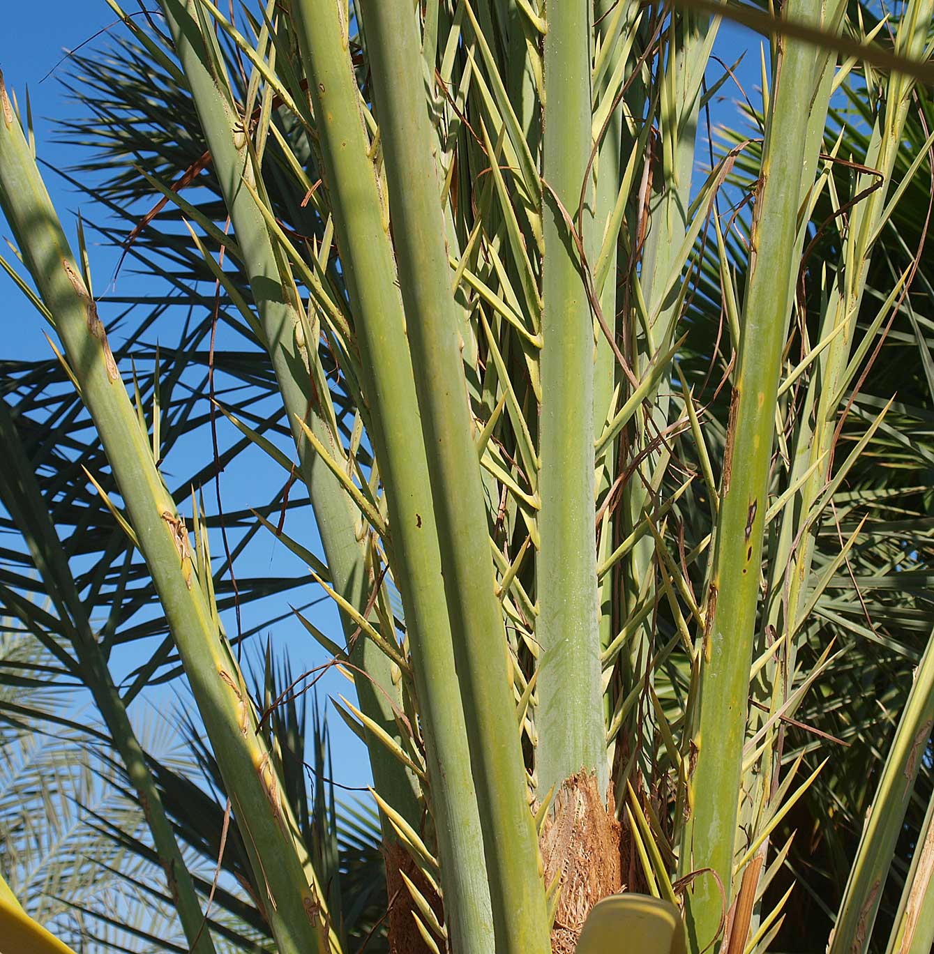   Phoenix dactylifera  leaf rachis and spines 