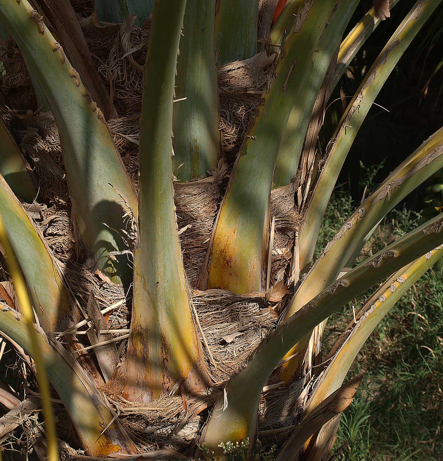   Phoenix dactylifera  leaf bases and fibers 