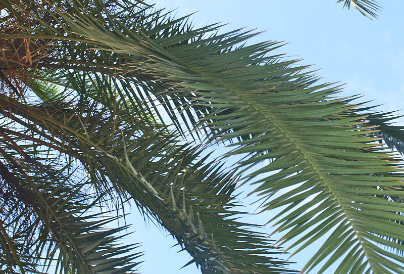   Phoenix canariensis  leaves with leaflets in several planes 