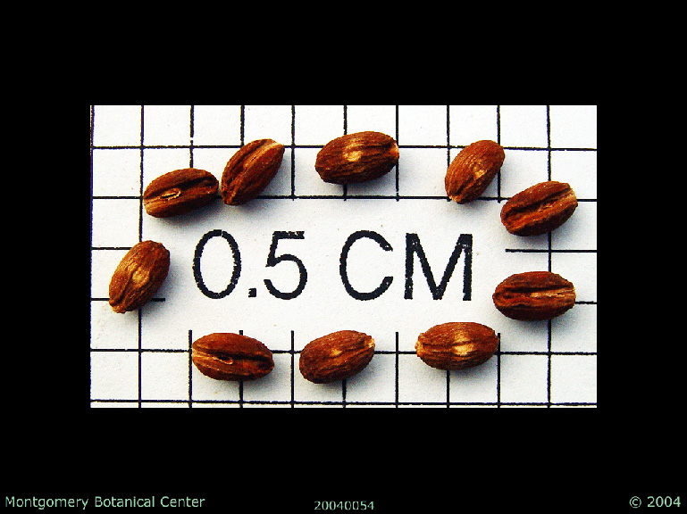   Phoenix reclinata  seeds (MBC photo: 040054-1). Photograph courtesy of Montgomery Botanical Center  http://www.montgomerybotanical.org/  