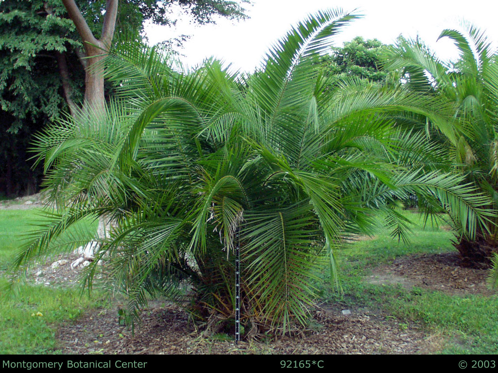   Phoenix reclinata  habit, young palm. (MBC photo: 92165C1). Photograph courtesy of Montgomery Botanical Center  http://www.montgomerybotanical.org/  