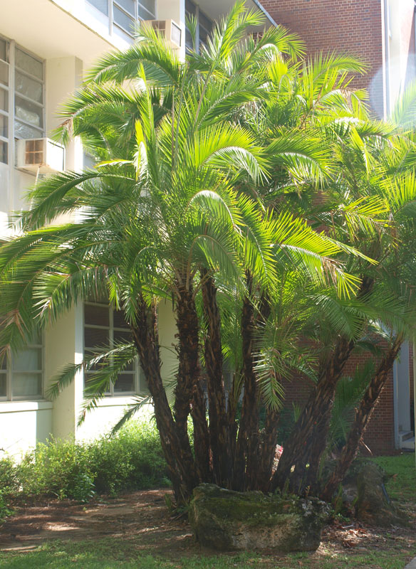   Phoenix reclinata  habit 
