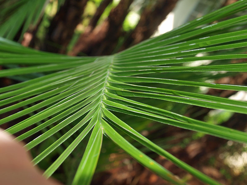   Phoenix reclinata  leaflets in a single plane near leaf tip 