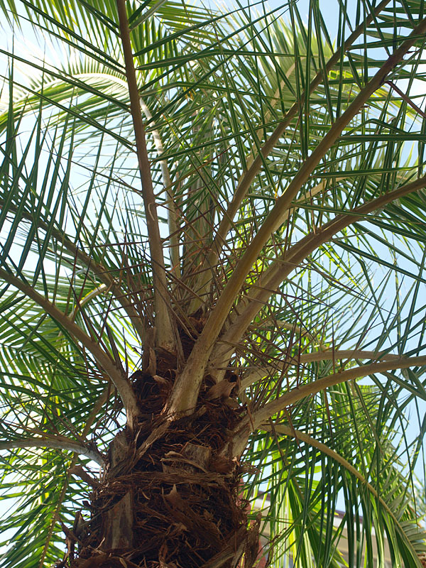   Phoenix reclinata  leaf bases with spines 