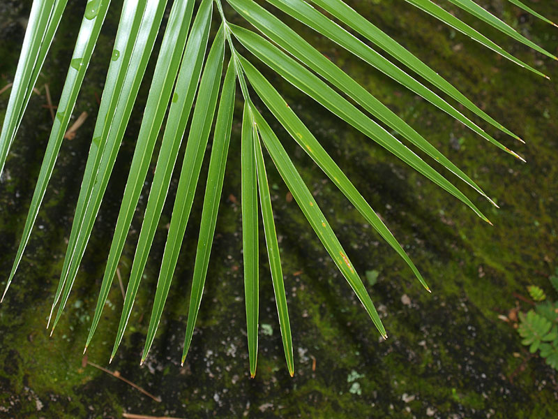   Phoenix reclinata  leaflet tips 