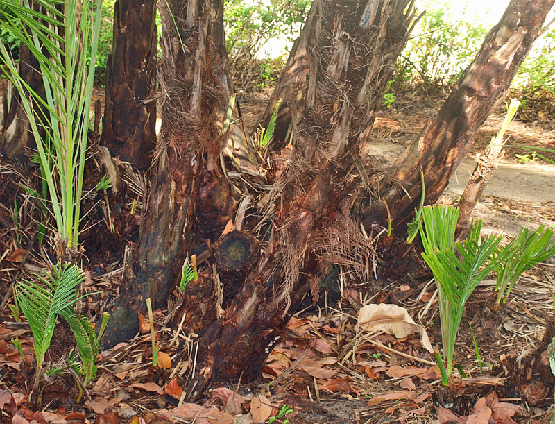   Phoenix reclinata  stems 