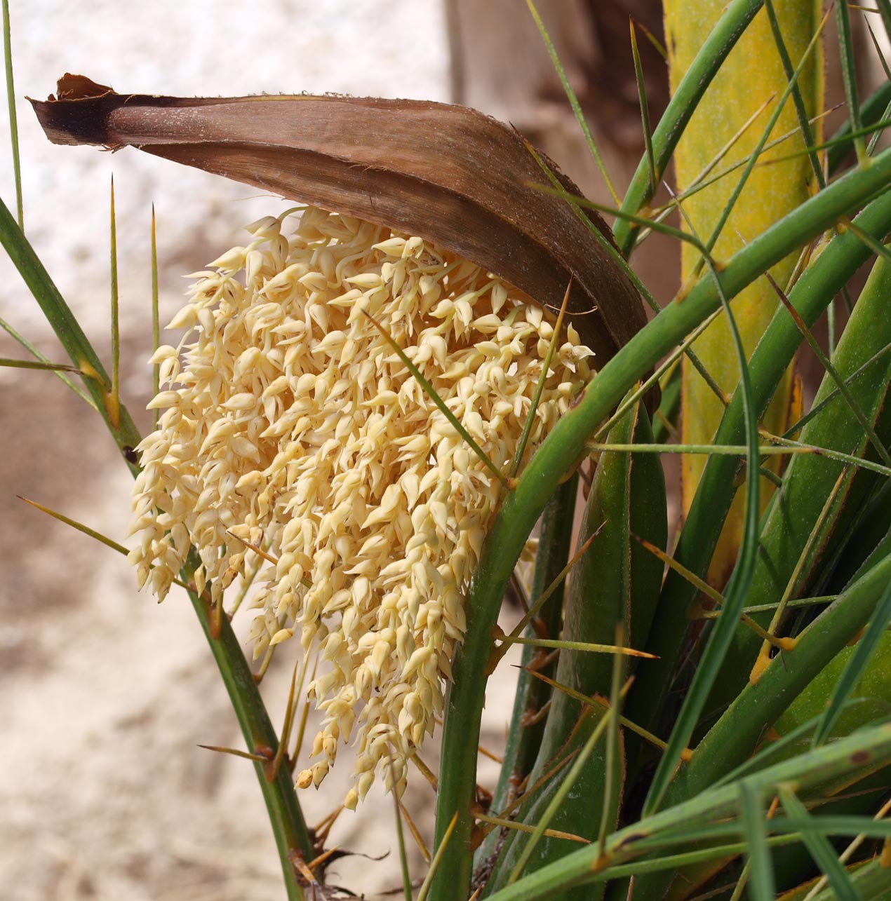   Phoenix roebelenii  flowers 