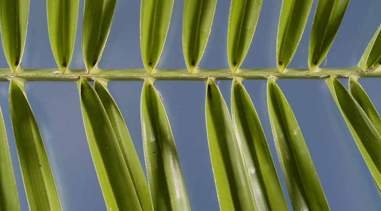   Phoenix roebelenii  leaflets (adaxial surface) 