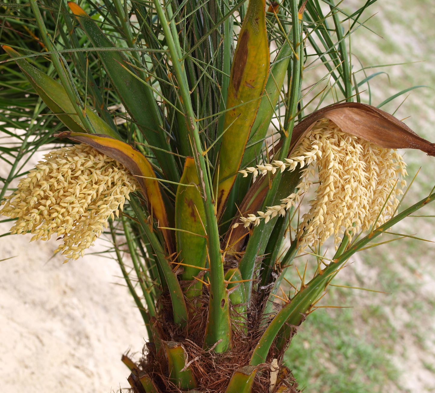   Phoenix roebelenii  tip of stem with leaf bases and inflorescences 
