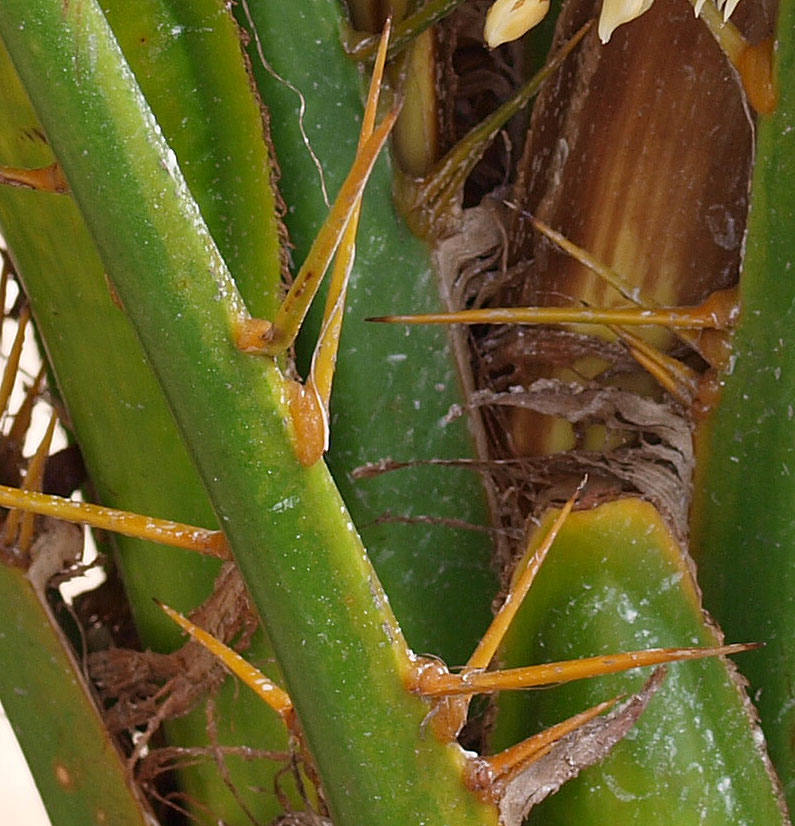   Phoenix roebelenii  closer view of leaf spines 