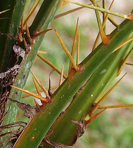   Phoenix roebelenii  leaf spines 