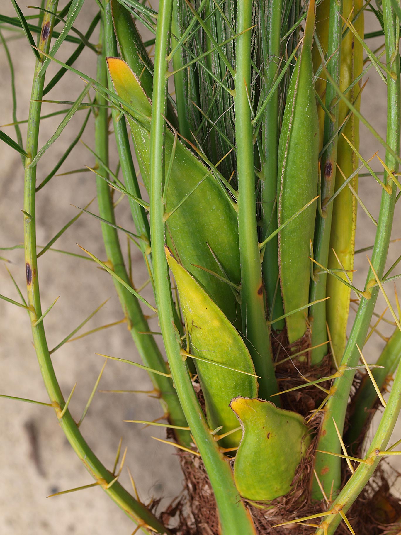   Phoenix roebelenii  with immature inflorescence 