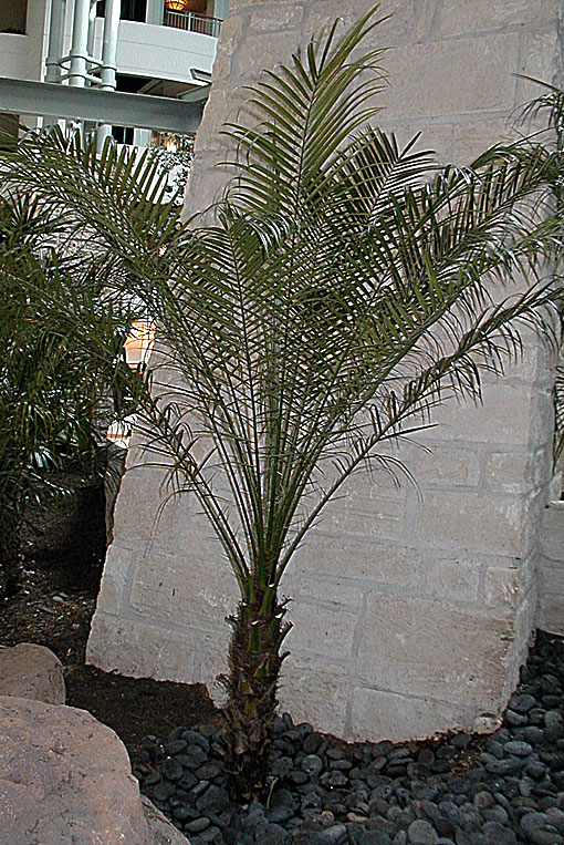   Phoenix roebelenii  young, indoor plant,with stem and highly pruned leaf canopy. 
   