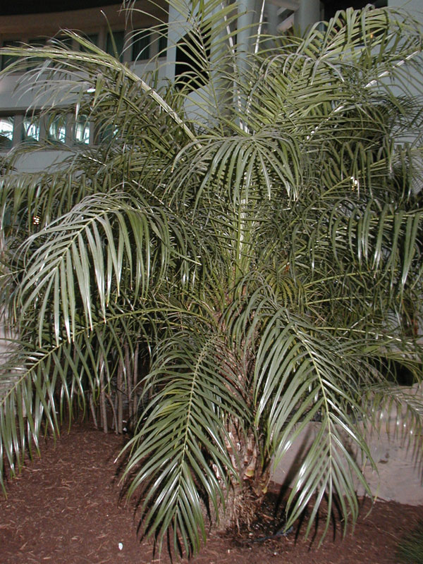   Phoenix roebelenii  young, indoor plant,with stem and leaf canopy. 