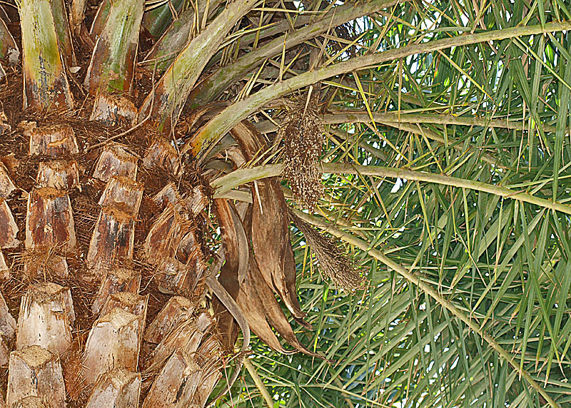   Phoenix sylvestris  base of canopy 