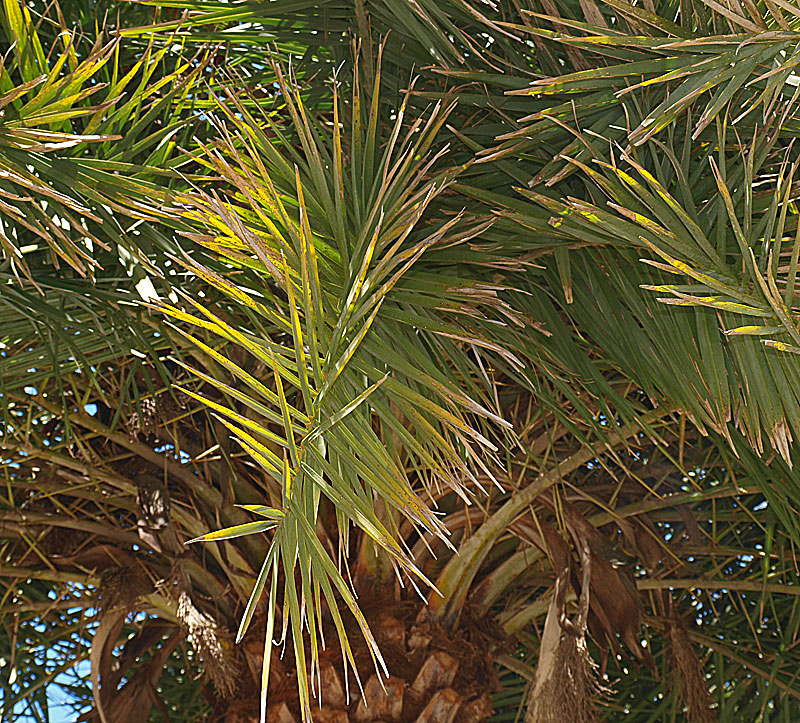   Phoenix sylvestris  leaf 