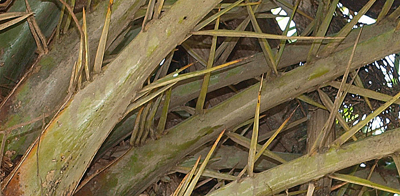   Phoenix sylvestris  leaf spines 