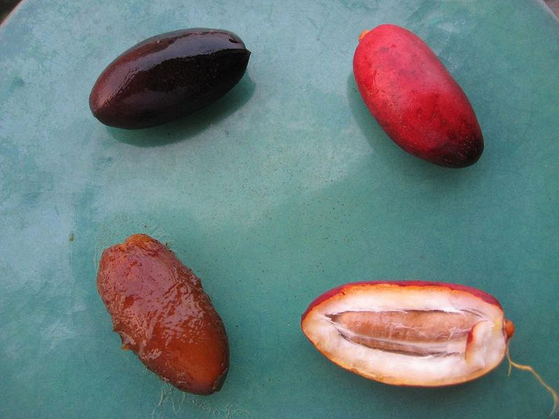   Phoenix dactylifera  fruit. Photograph courtesy of Zachbe, Wikipedia,  http://en.wikipedia.org/wiki/File:Freshdates.JPG  