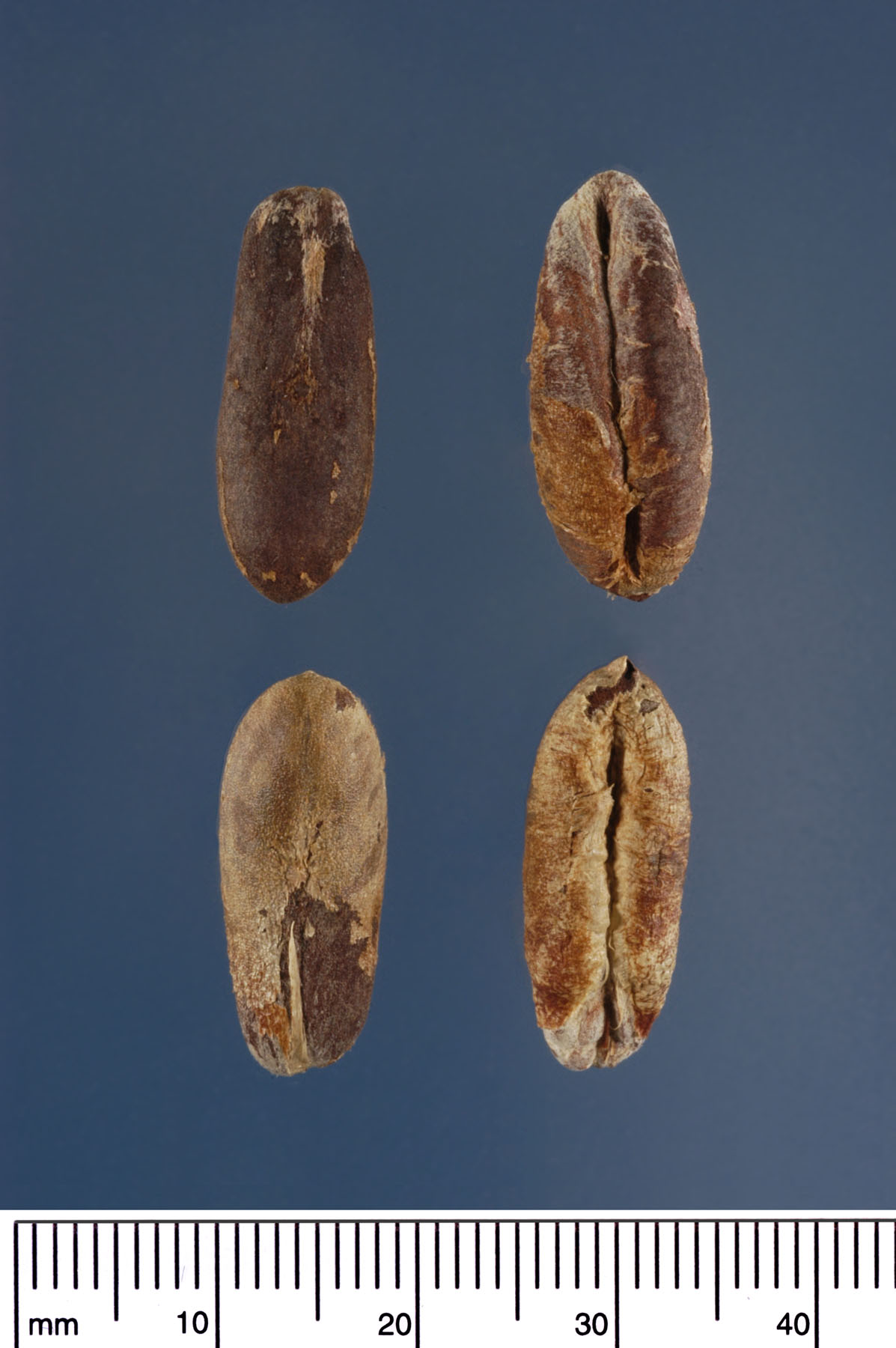   Phoenix dactylifera  seeds. Photograph courtesy of Mariana P. Beckman, DPI 