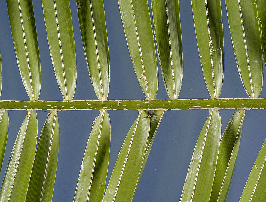   Phoenix roebelenii  leaflets (abaxial surface) 