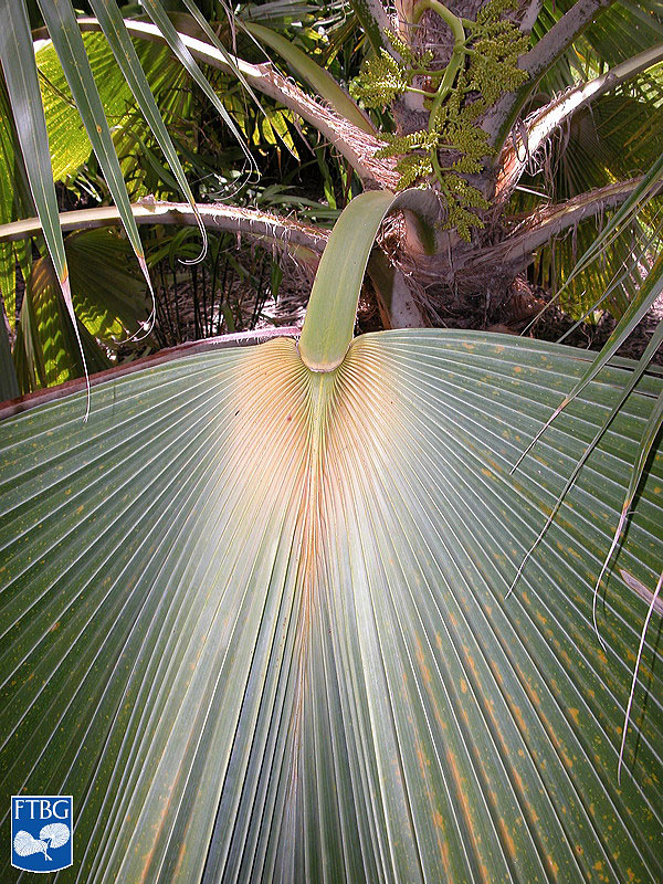   Pritchardia hillebrandii  leaf with hastula. Photograph courtesy of Fairchild Tropical Botanical Garden, Guide to Palms  http://palmguide.org/index.php  