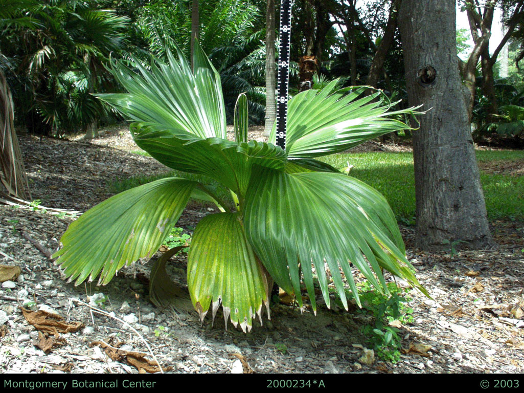   Pritchardia hillebrandii  habit, young palm (MBC photo: 00234A-GD01). Photograph courtesy of Montgomery Botanical Center  http://www.montgomerybotanical.org/  
