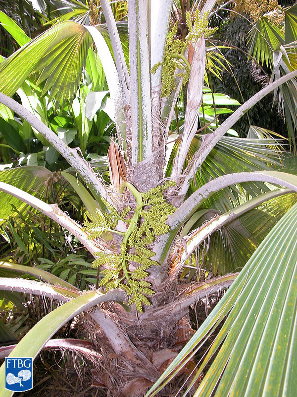   Pritchardia hillebrandii  inflorescence. Photograph courtesy of Fairchild Tropical Botanical Garden, Guide to Palms  http://palmguide.org/index.php  