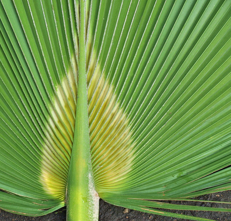   Pritchardia hillebrandii  leaf with less white tomentum on petiole and midribs 