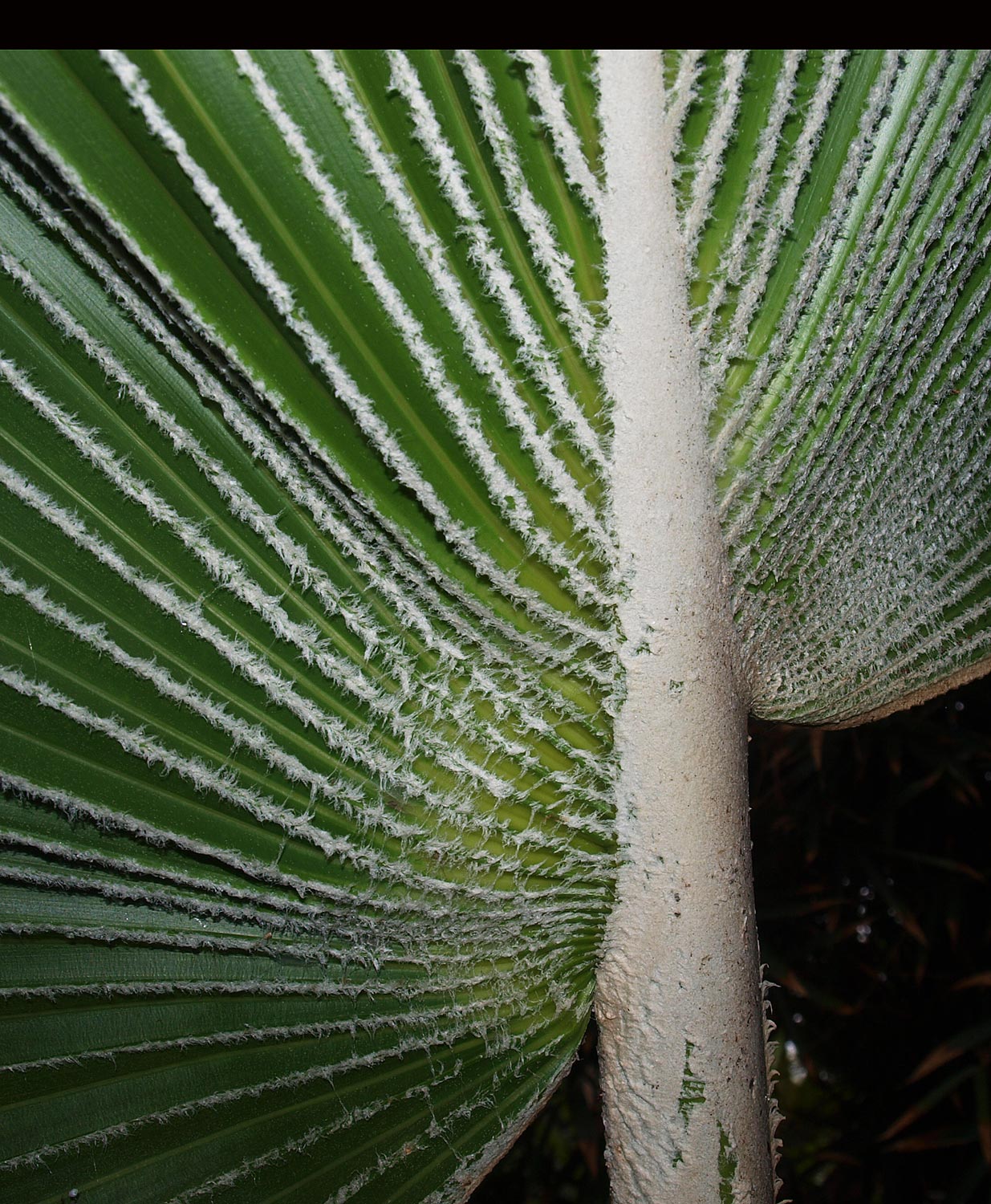  Pritchardia hillebrandii  closer view of leaf with dense white tomentum on petiole and midribs 