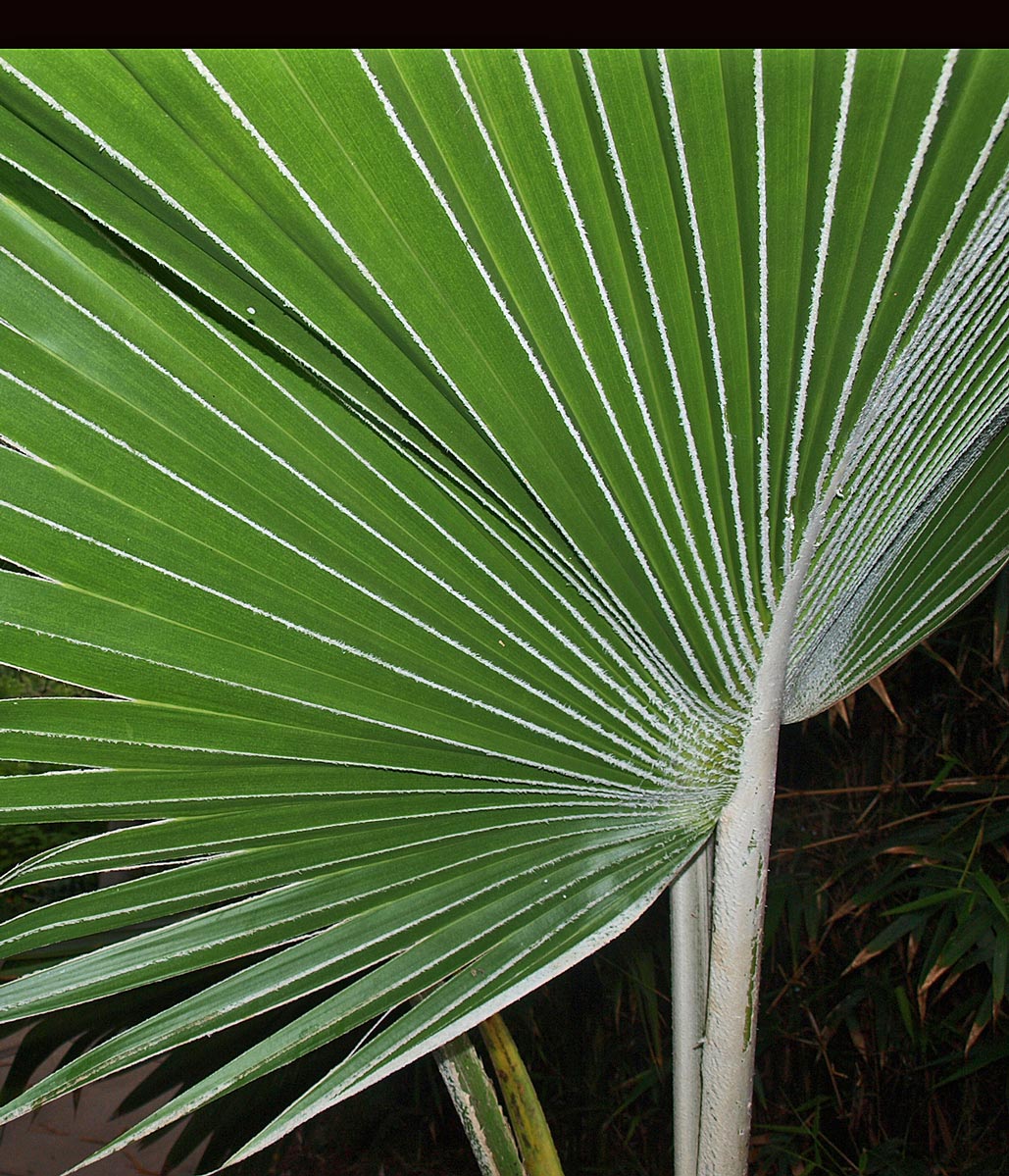   Pritchardia hillebrandii  leaf with dense white tomentum on petiole and midribs 