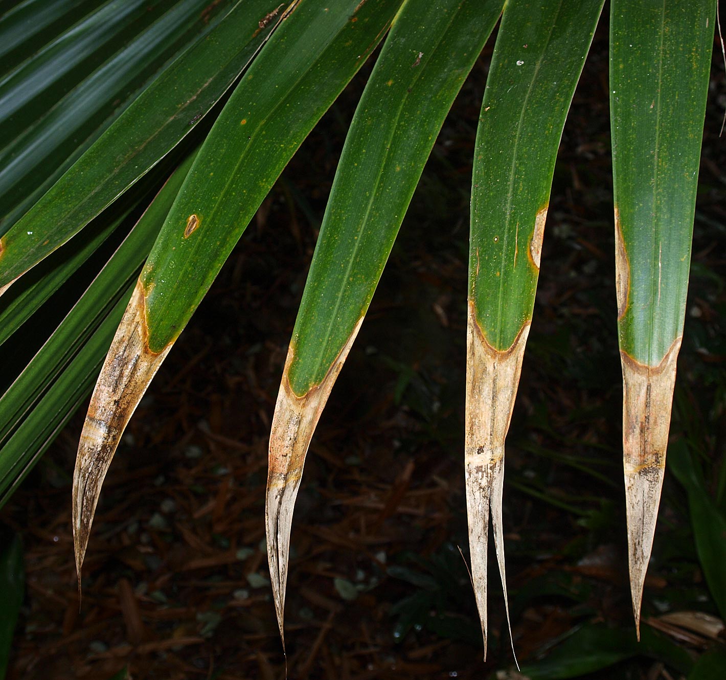   Pritchardia hillebrandii  leaf with bifid, pendant tips 