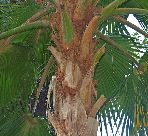   Pritchardia hillebrandii  stem and leaf canopy 