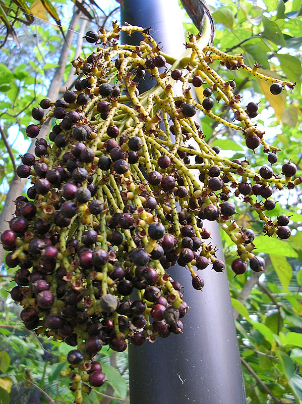   Pritchardia pacifica  fruit (Starr Image 041120-1034). Photograph courtesy of Forest amp; Kim Starr,  starrimages@hear.org  
