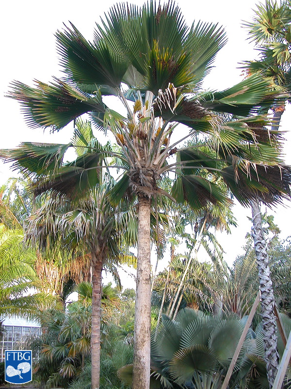   Pritchardia pacifica  habit. Photograph courtesy of Fairchild Tropical Botanical Garden, Guide to Palms  http://palmguide.org/index.php  
