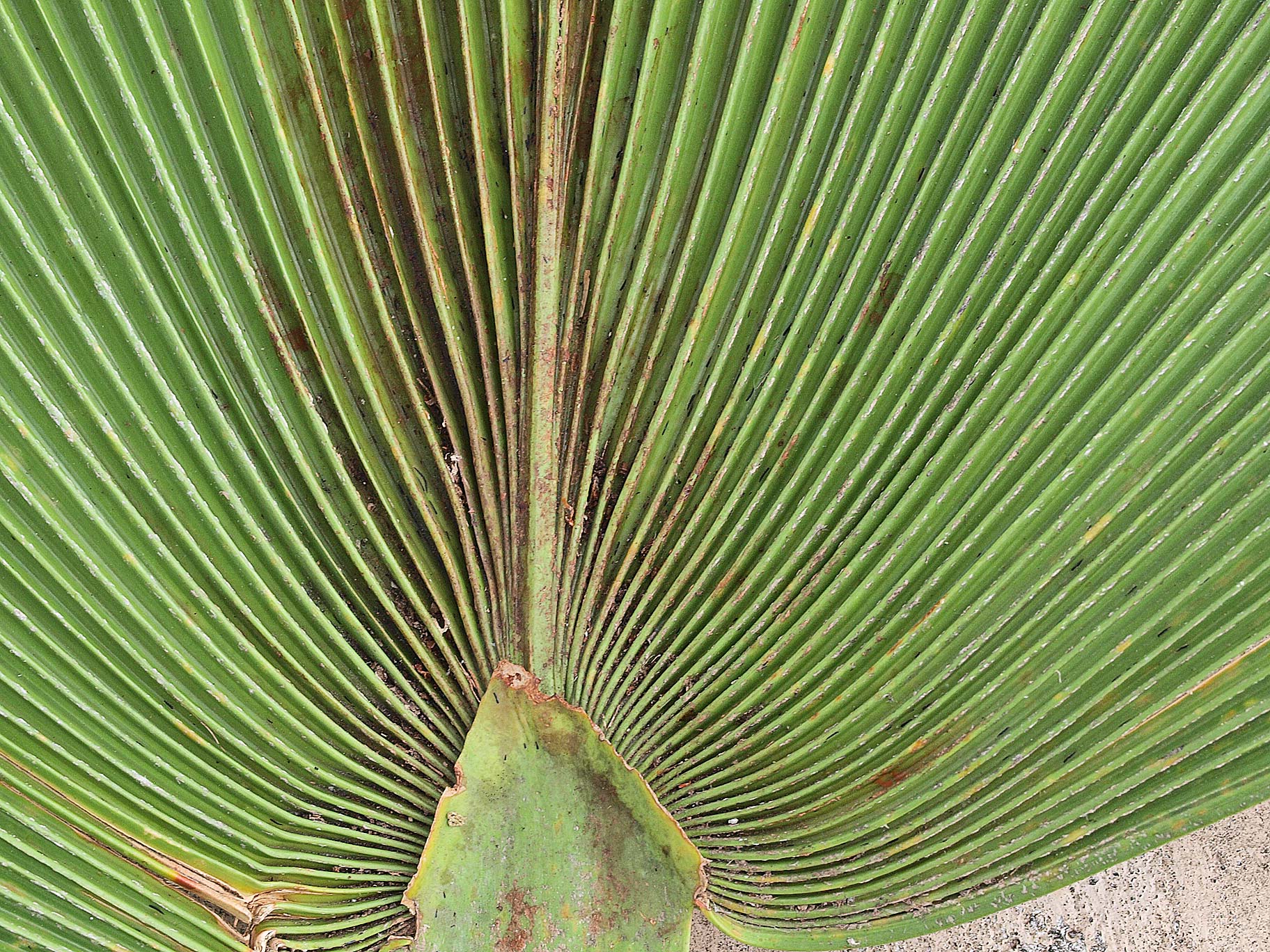   Pritchardia pacifica  hastula (upper surface) 