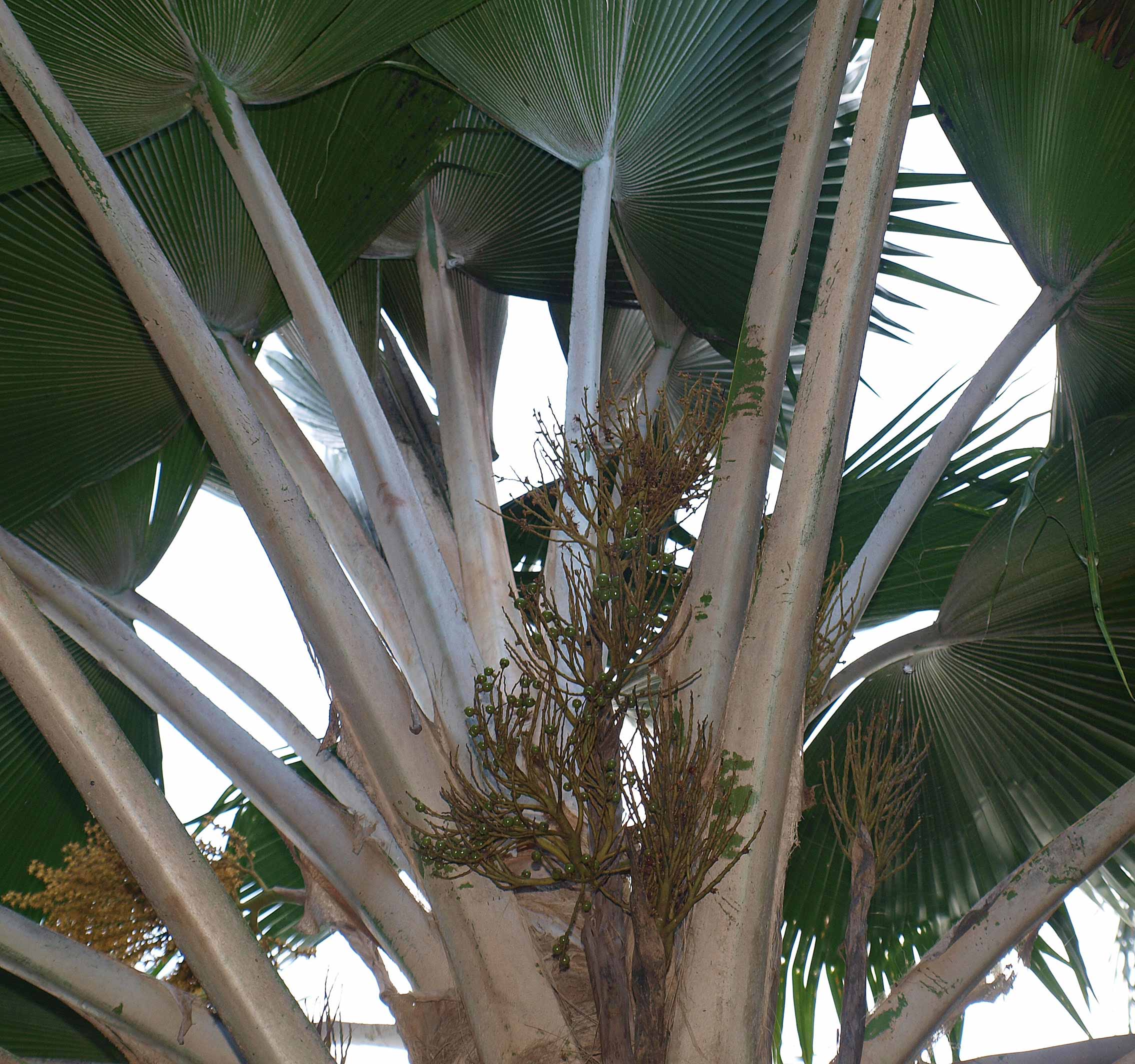   Pritchardia pacifica  petioles and inflorescences 