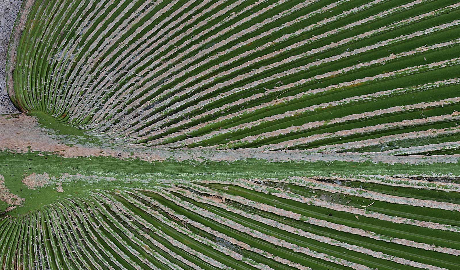   Pritchardia pacifica  costa and midribs (undersurface) with white tomentum 